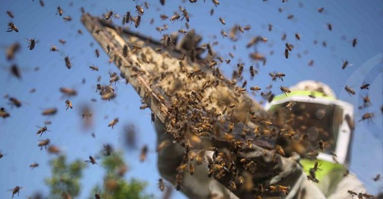 Wildflower Gold Honey